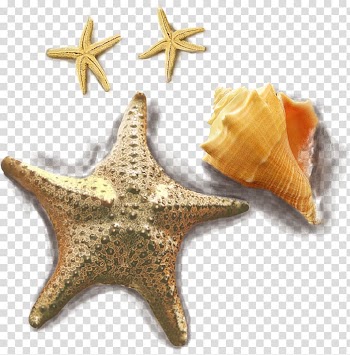 Marine frame Conch , Conch shell transparent background PNG clipart