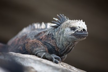 Marine Iguana