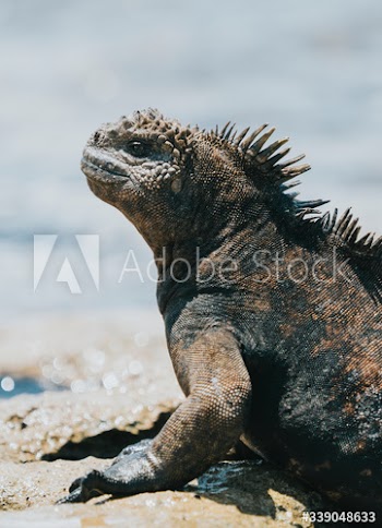 Marine Iguana