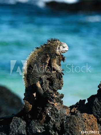 Marine Iguana