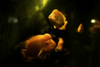 Marine Life