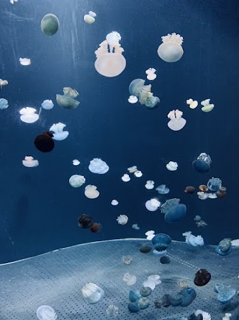 marine life