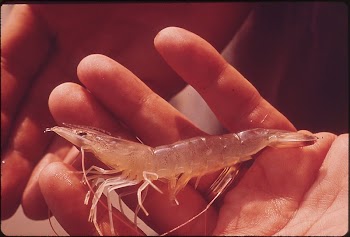 Marine Life Taken From Water | Free Photo - rawpixel