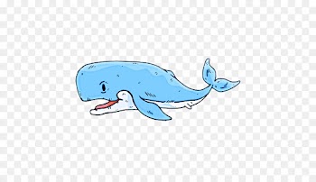 marine mammal cetacea bottlenose dolphin whale dolphin