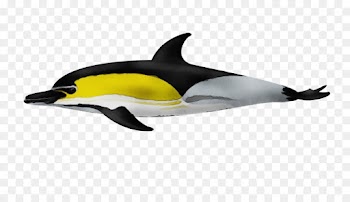 marine mammal common dolphins dolphin cetacea short-beaked common dolphin