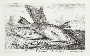 Marlin (Merlanus, Aselli species) | Free Photo - rawpixel