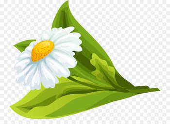 Marmalade Fruit preserves Manzanilla Food Clip art - White chamomile 