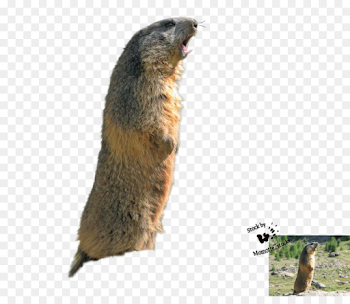 Marmot Prairie dog Beaver Fur - beaver png download - 972*821 ...