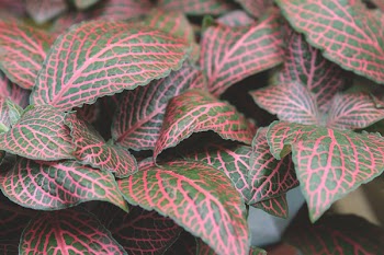 Maroon and Green Leaves on Focus Photo