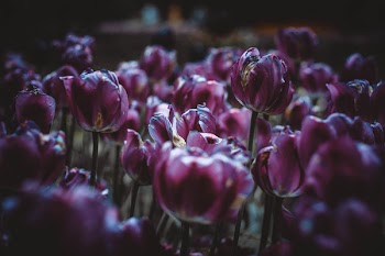 Maroon Flowers