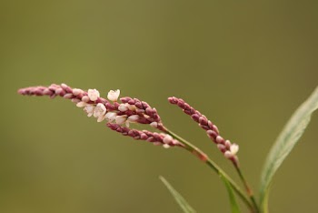 Maroon Grains