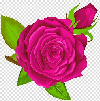 Maroon rose illustration, Garden roses Centifolia roses , Pink Rose Decorative transparent background PNG clipart