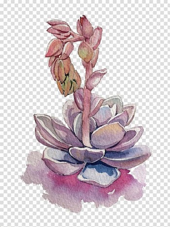 Maroon succulent plant painting, Succulent plant Purple, Purple fleshy transparent background PNG clipart