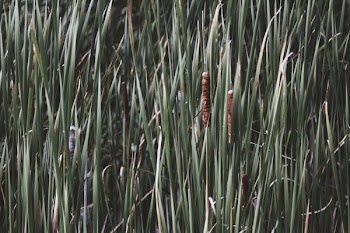 Marsh Cat Tail Plants
