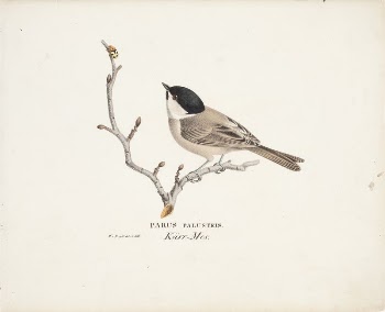 Marsh tit, 1829, Wilhelm von | Free Photo - rawpixel
