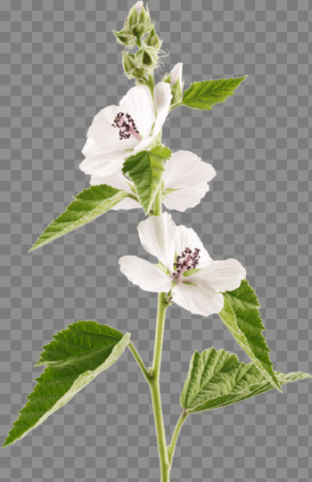 Marshmallow plant: the herb behind marshmallow | Ricola