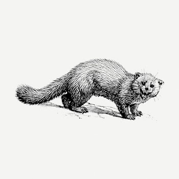 Marten drawing clipart, animal illustration | Free PSD - rawpixel