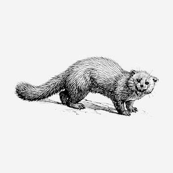 Marten hand drawn illustration. Free | Free Photo - rawpixel