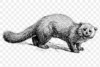 Marten png clipart, animal hand | Free PNG - rawpixel
