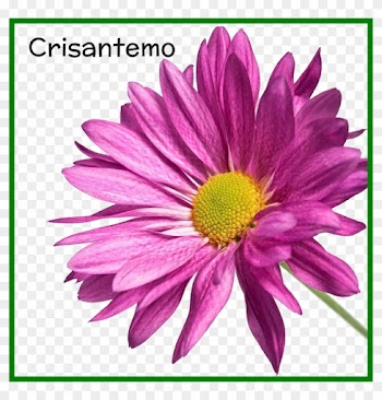 Marvelous Crisantemo Png Belleza Natural Pic Of Bunga - Free Images Flower White Background
