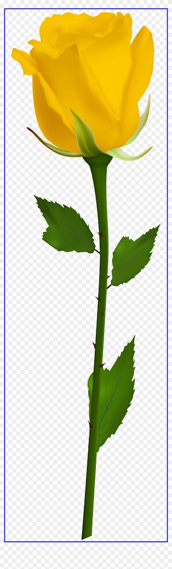 Marvelous Pin By Solsticio Solncestojanie On Primavera - Single White Rose Png