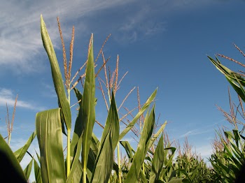 marykbaird_P8140047.JPG