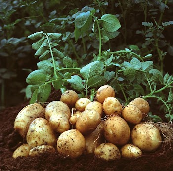 Mashed potato Garden Amflora Vegetable, potato transparent background PNG clipart