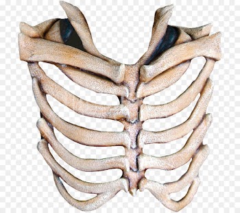 Mask Rib cage Human skeleton Skull - bones 