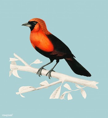 Masked crimson tanager (Ramphocelus Nigrogula.. | Free stock vector - 467366