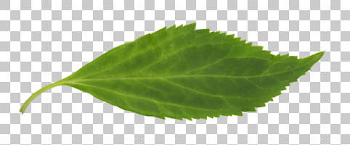 Masked Leaf Texture: Background Images & Pictures