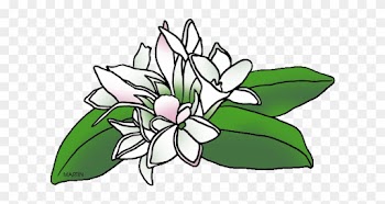 Massachusetts State Flower - Phillip Martin Clipart Flower