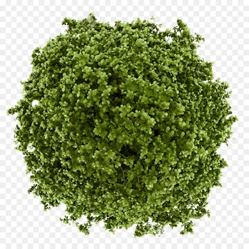 Matcha Green Tea Powder Matcha Green Tea Powder Bubble tea - green tea 