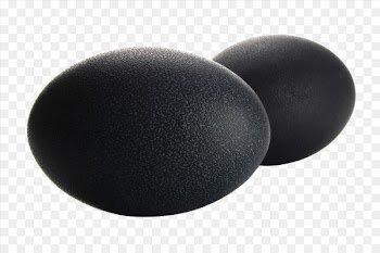 Material - Black ostrich egg 