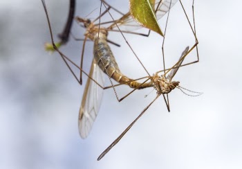 Mating crane flies (Tipulidae). Brackenridge | Free Photo - rawpixel