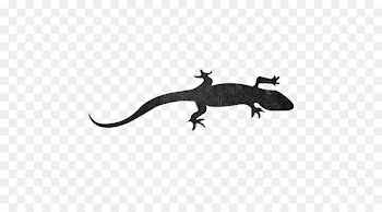 Matka, Estonia Gecko Kolga Bay Aegna Naissaar -  