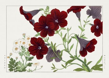 Matricaria & salpiglossis flower, Japanese | Free Photo Illustration - rawpixel
