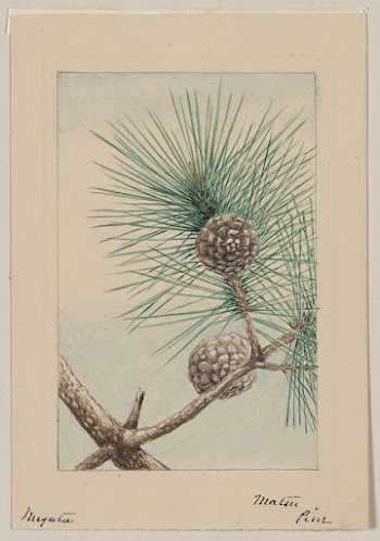 Matsu pine during 1870&ndash;1880 by Megata | Free Photo - rawpixel