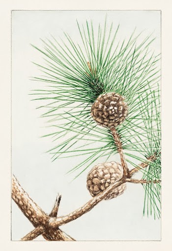 Matsu pine during 1870&ndash;1880 by Megata Morikaga. Original from Library of Congress. Digitally enhanced by rawpixel.