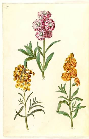 Matthiola incana (winter nightshade);Erysimum cheiri | Free Photo - rawpixel