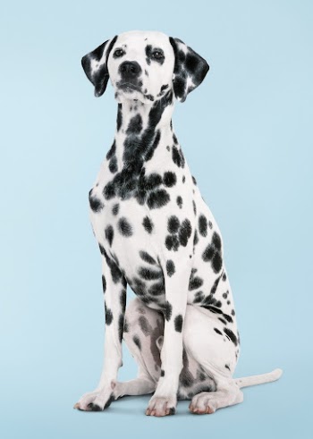 Mature Dalmatian sitting, dog in blue | Free Photo - rawpixel
