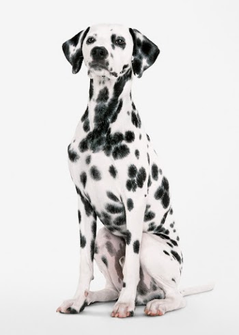 Mature Dalmatian sitting, dog in white | Free Photo - rawpixel