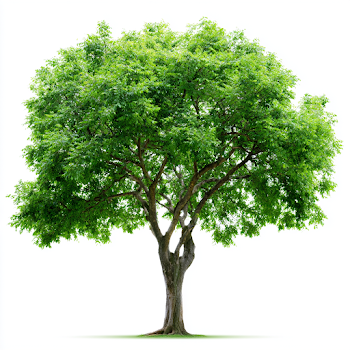 Mature Deciduous Tree on White Background