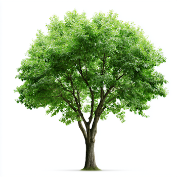 Mature Deciduous Tree on White Background