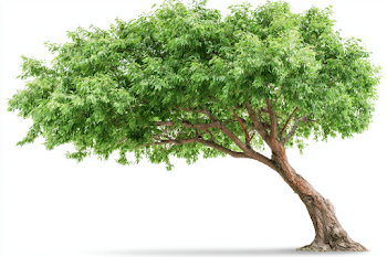 Mature Leafy Green Tree on White Background
