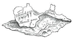 Maxillary process of inferior nasal concha - Wikipedia