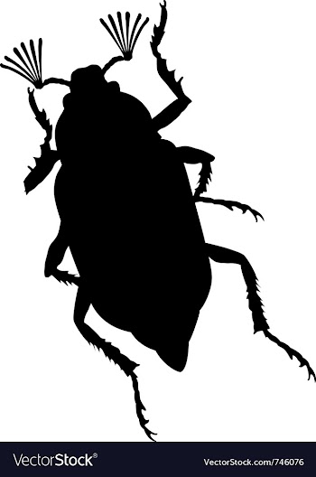  					Maybug vector image														