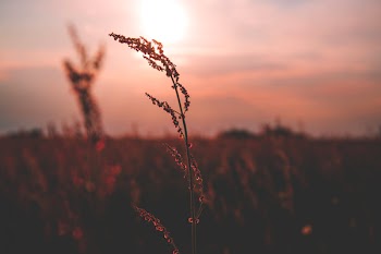 Meadow during sunset
