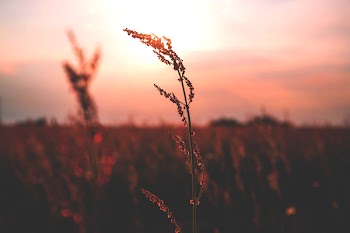 Meadow during sunset 2