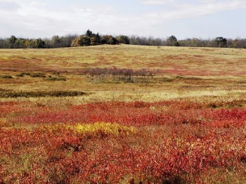 Meadow in autumn. Free public | Free Photo - rawpixel