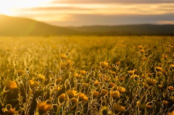 Meadow of Sunflowers